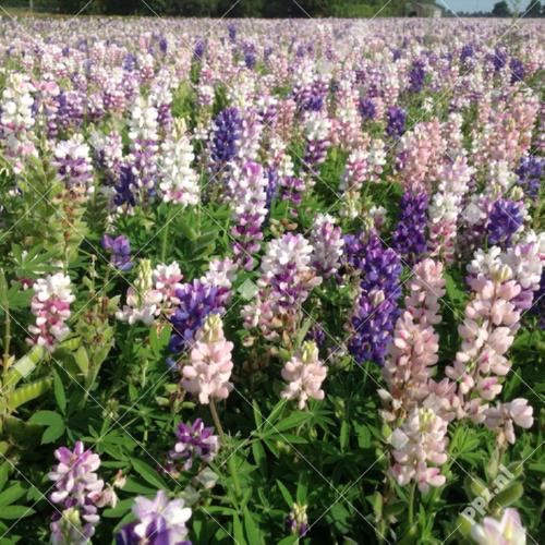 Lupinus
