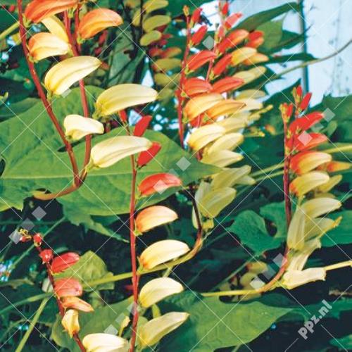 Mina lobata