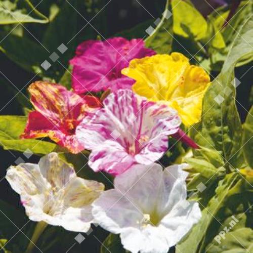 Mirabilis jalapa