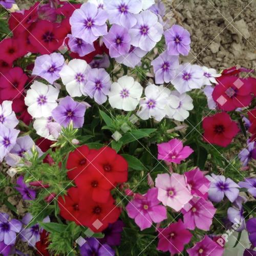 Phlox drummondii