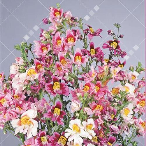 Schizanthus wisetonensis