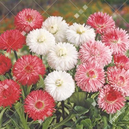 Bellis perennis