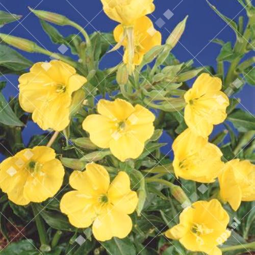 Oenothera
