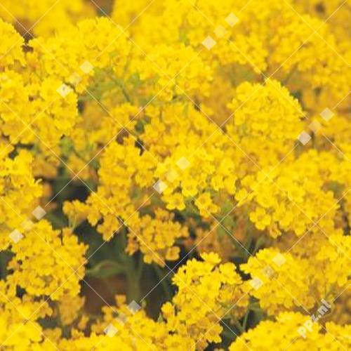 Alyssum saxatile
