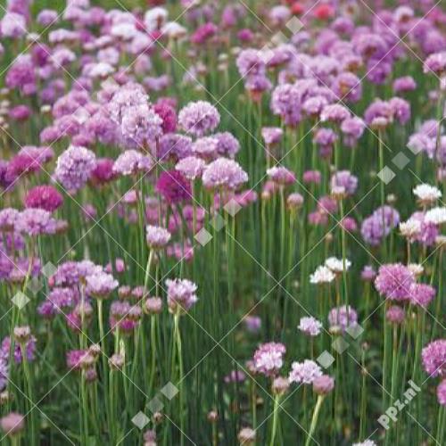 Armeria laucheana