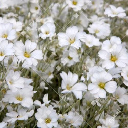 Cerastium biebersteinii