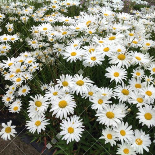 Leucanthemum (Chrysanthemum)