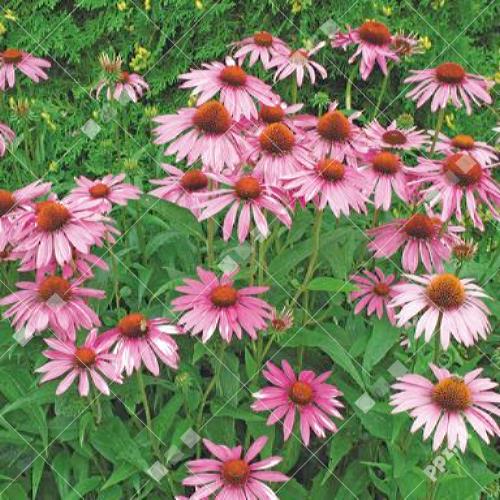 Echinacea purpurea