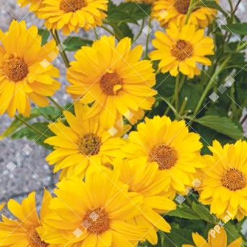 Heliopsis helianthoides scabra