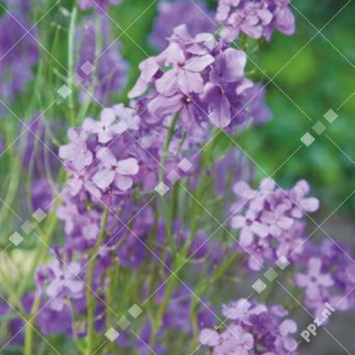 Hesperis matronalis