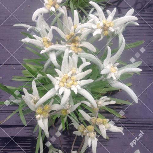 Leontopodium alpinum