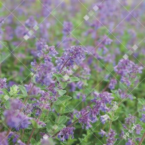 Nepeta mussinii