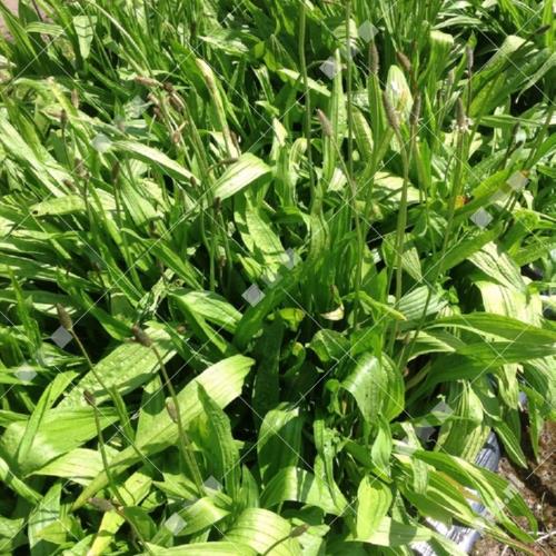 Plantago lanceolata
