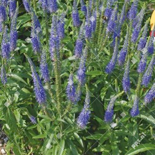 Veronica spicata