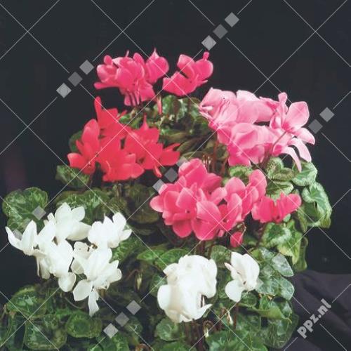 Cyclamen persicum