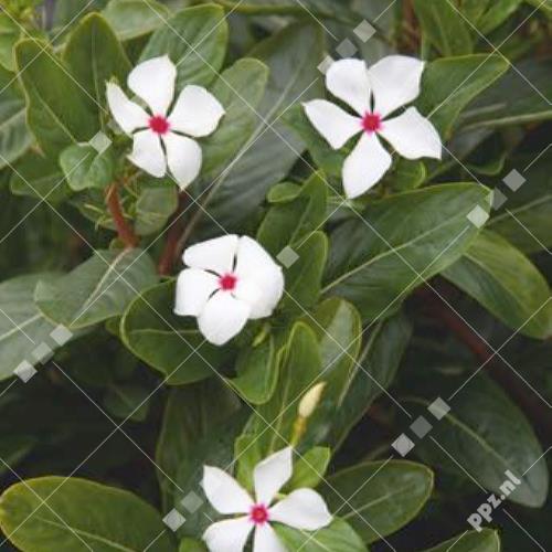 Catharanthus roseus
