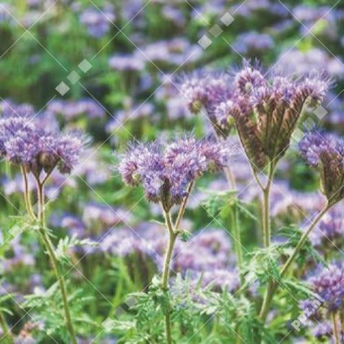 Phacelia